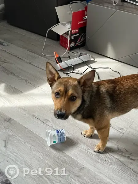 Пропала собака, 2-я Железнодорожная, 37А - photo