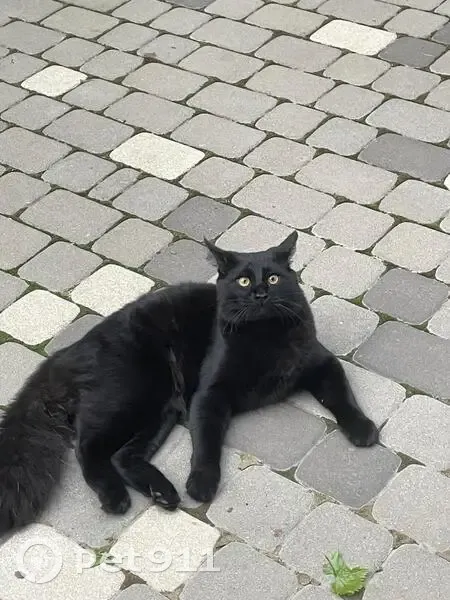 Пропала кошка, Ростовская обл., Гигант - photo