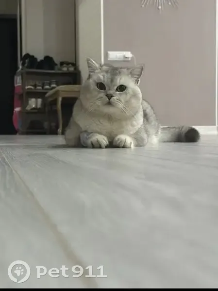 Пропала кошка, Калачинская ул., Элиста - photo