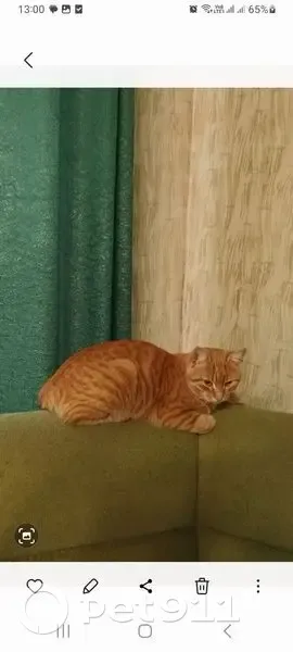 Пропала кошка, ул. Калинина 106, Муром - photo