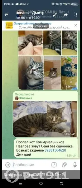 Пропала кошка, переулок Павлова 6, Сочи - photo