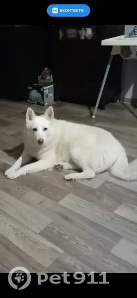 Пропала лайка Снежка, Межозёрный, Ленобласть - photo