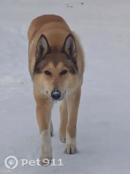 Собака найдена: ул. Фрунзе, 5, Шемордан - photo