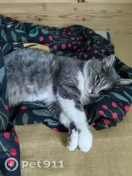 Пропала кошка, ул. Лесная, 47, Брянск - photo