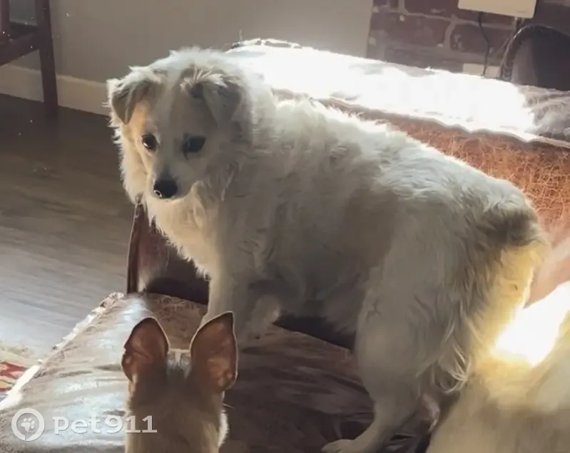 Пропала собака Лила, Индустриальная ул. - photo