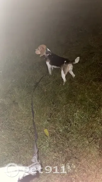 Пропала собака, Боровское ш., 29 к1, Москва - photo