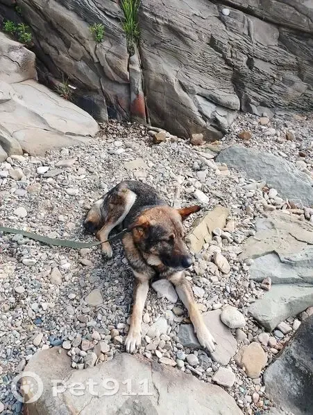 Пропала собака, Щитовая ул., Владивосток - photo