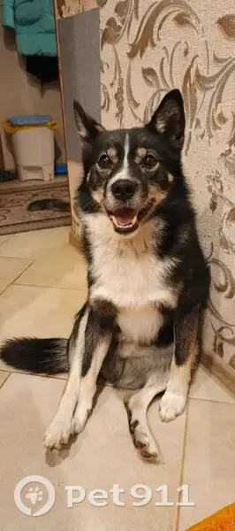 Пропала собака, ул. Калинина 46, Арзамас - photo