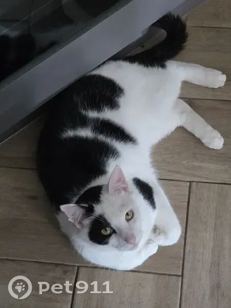 Кошка найдена: Орудийная, Калининград - photo