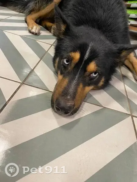 Собака найдена: Дунайская ул, 3, Волгоград - photo