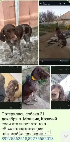 Пропала собака, Астрахань, обл. - photo