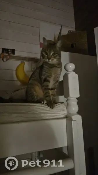 Пропала кошка, Коммунистическая, Королёв - photo