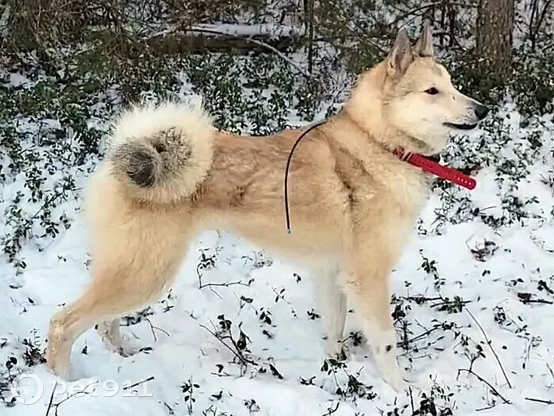 Пропала лайка, ул. Ковалёва, Липецк - photo