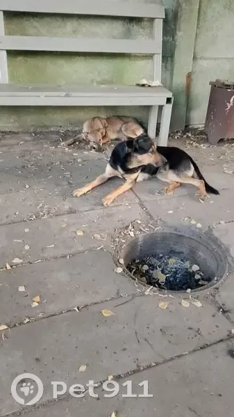 Пропала собака, ул. Мира, Ефремов - photo