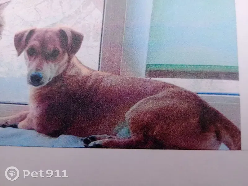 Пропала собака, ул. Э. Алексеевой, 84/2 - photo