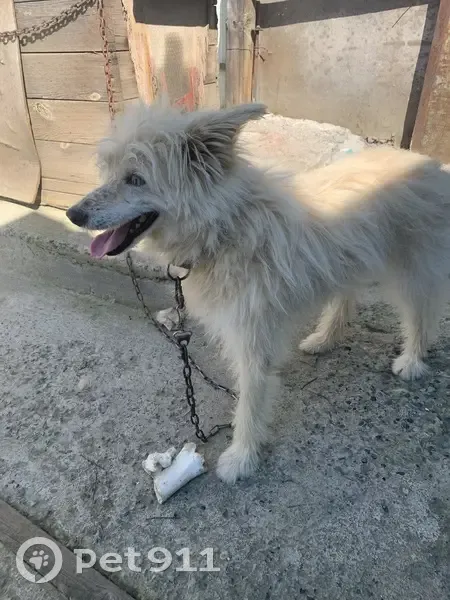 Пропала собака, Весёлый пер., Бийск - photo