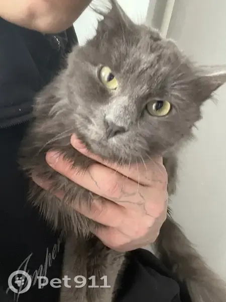 Кошка найдена: Авангардная 51, Н. Челны - photo