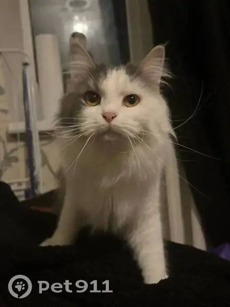 Пропала кошка, Весенняя ул. 15, Трудобеликовский - photo