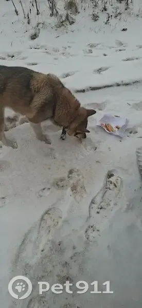 Найдена собака на 2-й Брянской, 45, Крск - photo