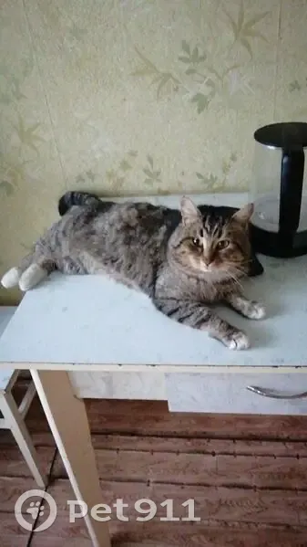 Пропала кошка, Западная ул., Лукоянов - photo