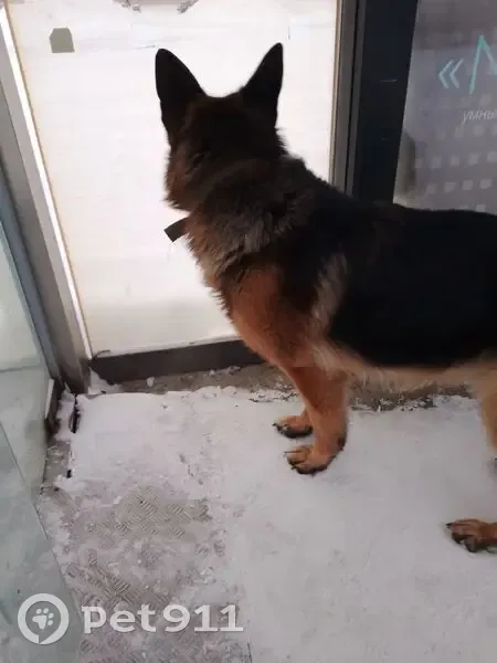 Собака найдена на ост. Студгородок, Киренского - photo