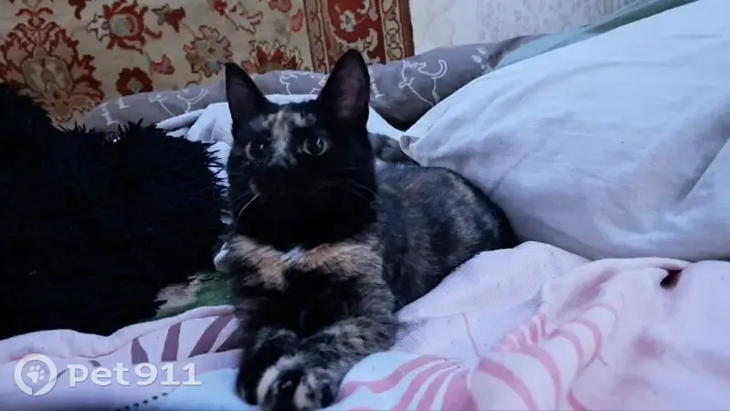 Пропала кошка, ул. Пушкина 63, Каменск - photo