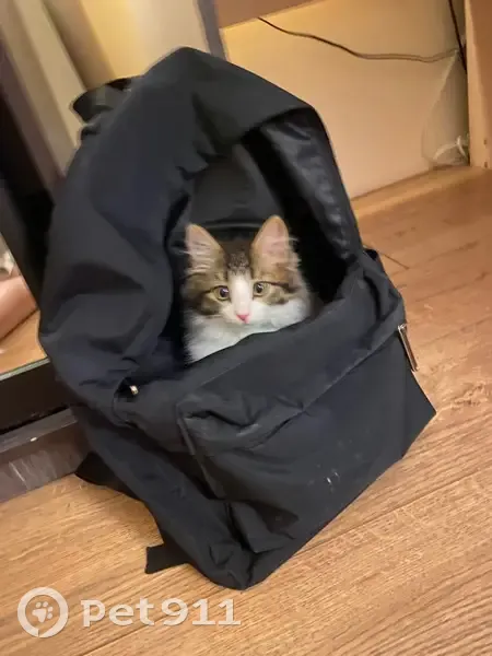 Пропала кошка, Уютная ул., 41, Н. Новгород - photo