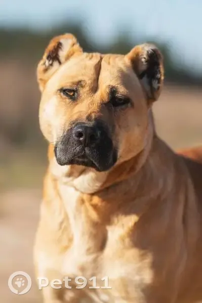 Пропала собака, Пихтовая ул. 8А, Новосёлы - photo