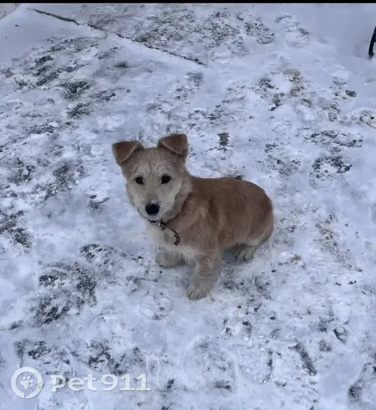 Собака найдена на ул. Пожарского, Красноярск - photo