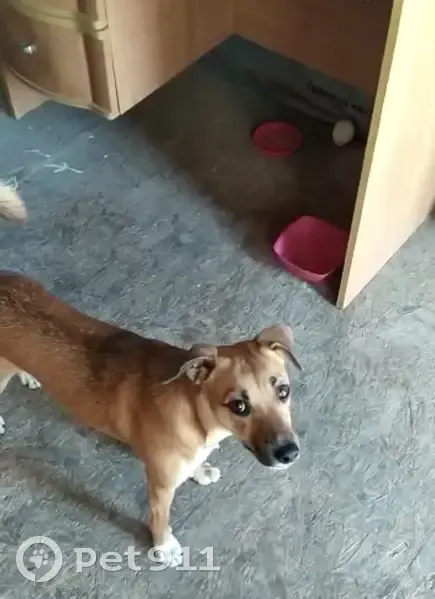 Пропала собака, Колхозная ул. 55, Раевская - photo