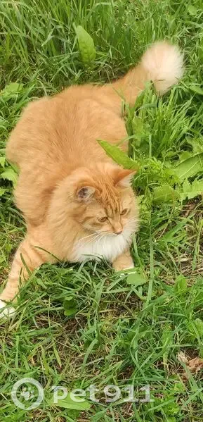 Пропала кошка, Техническая 15, Псков - photo