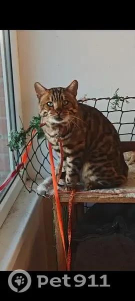 Пропала кошка, ул. Луначарского 5/3 - photo