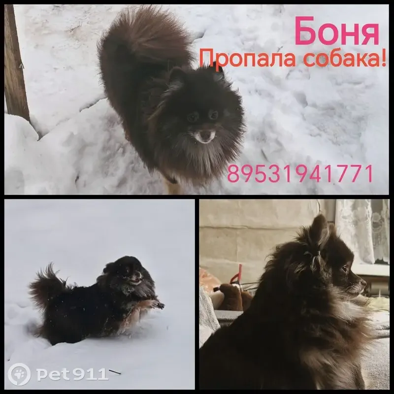 Пропала собака в Дорофеево, Тульская обл. - photo