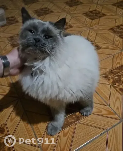 Пропала кошка, Донская ул., Черкесск - photo