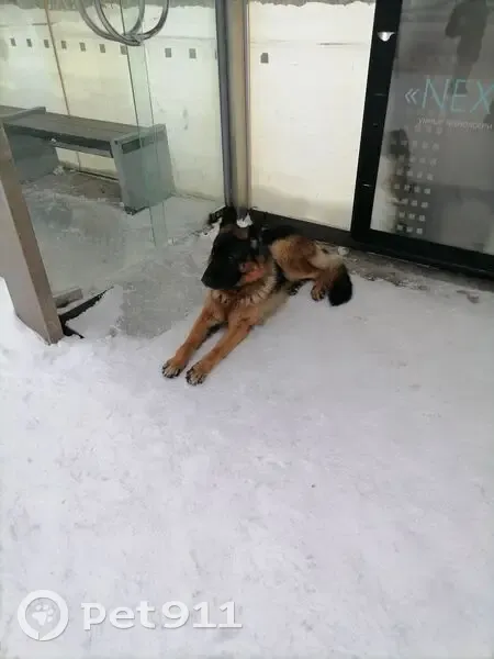 Овчарка найдена: Киренского, 17А2, Крск - photo