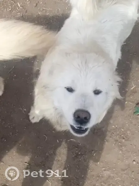 Пропала собака, Саянская ул. 19, Черногорск - photo