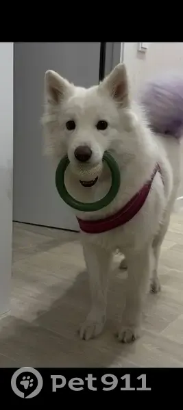 Пропала собака на ул. 65-летия Победы, Хабаровск - photo