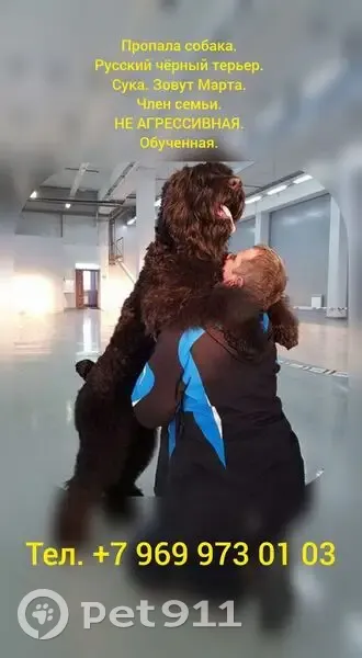 Пропала собака, Тамбовская ул., 8Д - photo