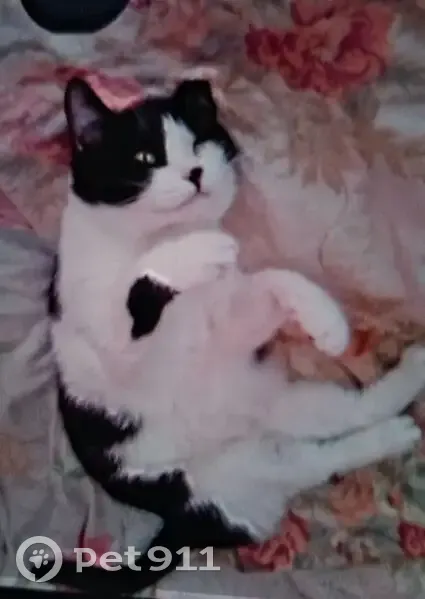 Кот найден у Дворца пионеров, ул. Воровского - photo