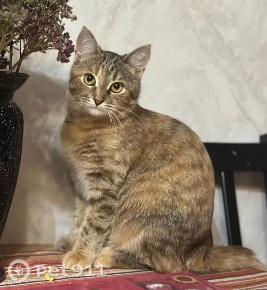 Пропала кошка, ул. Никонова, 14, НН - photo