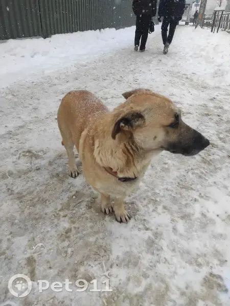 Найдена собака, Российская ул. 310, Краснодар - photo