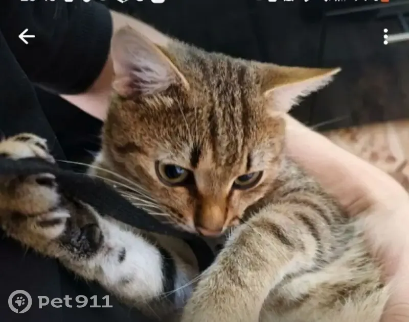 Пропала кошка, Плеханова 44, Асбест - photo