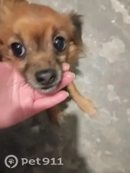 Собака найдена в Волгограде, нужна помощь - photo