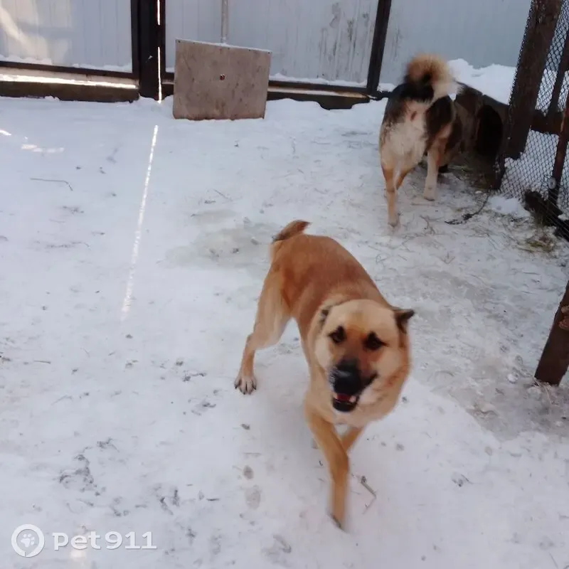 Пропала рыжая собака, Курганская, Курган - photo