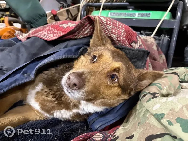 Собака найдена на Казахской ул., Ростов-на-Дону - photo