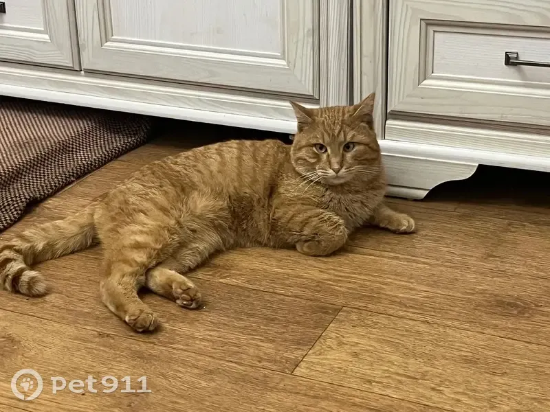 Пропала кошка, ул. Победы, 31, Уфа - photo