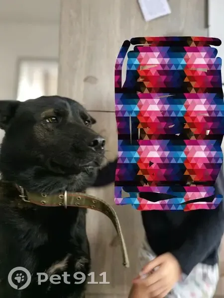 Пропала собака на ул. Калинина, Красноярск - photo