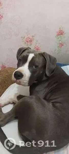 Пропала собака, Большое Село, 78Н-0060 - photo