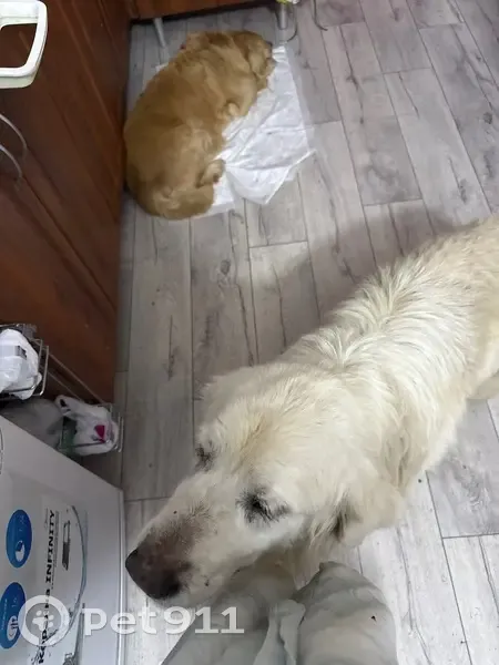 Пропала собака, Корнеева, Таганрог - photo