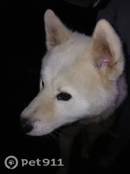 Пропала собака на Воротилина, 3, Карталы - photo